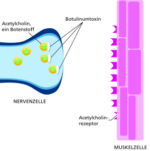Nervenzelle_Acetylcholin